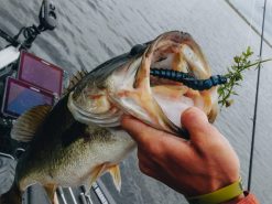 BioSpawn ExoRibbon -Karls shop 02 23 22 chad smith exoribbon14