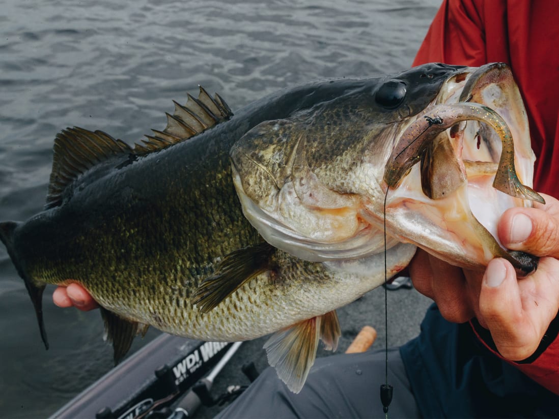 10,000 Fish Shimmer Swimmer 2.0 10,000 Fish Shimmer Swimmer 2.0 -Karls shop 02 23 22 chad smith shimmer swimmer v2 18