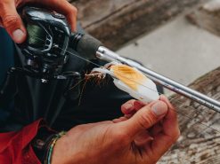 10,000 Fish Tataki Frog 7 10,000 Fish Tataki Frog -Karls shop 02 23 22 chad smith tataki frog 5