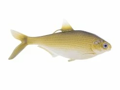 13 Fishing - Coalition Bait Co B.A.M.F. Shad Swimbait