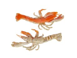 Berkley Gulp! Ghost Shrimp 5 Berkley Gulp! Ghost Shrimp -Karls shop berkley natuarlwithsparkle gulpghostshrimp 10 30 brk 10003c