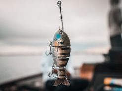 Catch Co. Mike Bucca's Baby Bull Gill -Karls shop by rob matsuura 26 1