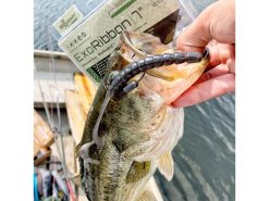 BioSpawn ExoRibbon -Karls shop exoribbon package fish 1