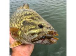 10,000 Fish Sukoshi Bug -Karls shop image from ios 1