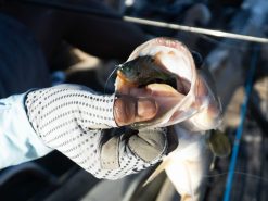 10,000 Fish Head Hunter 7 10,000 Fish Head Hunter -Karls shop influencer headhunter images 01