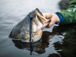 Googan Baits Blazin' Worm -Karls shop lifestyle blazinworm googanbaits bt6a0442