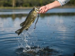 Googan Baits Blazin' Worm -Karls shop lifestyle blazinworm googanbaits bt6a4961