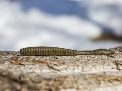 Karls shop -Karls shop lifestyle flatworm berkley 02