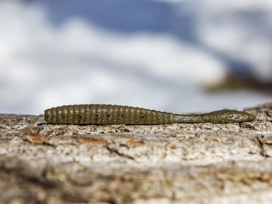 Berkley Powerbait Maxscent Flat Worm - Image 2