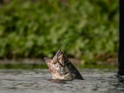 Googan Baits Green Series Weight Stops 4 Googan Baits Green Series Weight Stops -Karls shop lifestyle googanbaitsterminal stoppers fish 01