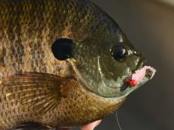 Z-Man Larvaz -Karls shop lifestyle larvaz zman fishmouth 1