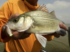 Z-Man Stingerz -Karls shop lifestyle stingerz zman fishmouth 1