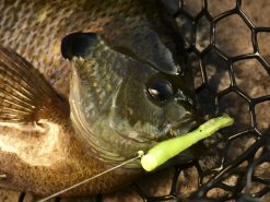 Z-Man Tiny Ticklerz 7 Z-Man Tiny Ticklerz -Karls shop lifestyle tinyticklerz zman closefish 1