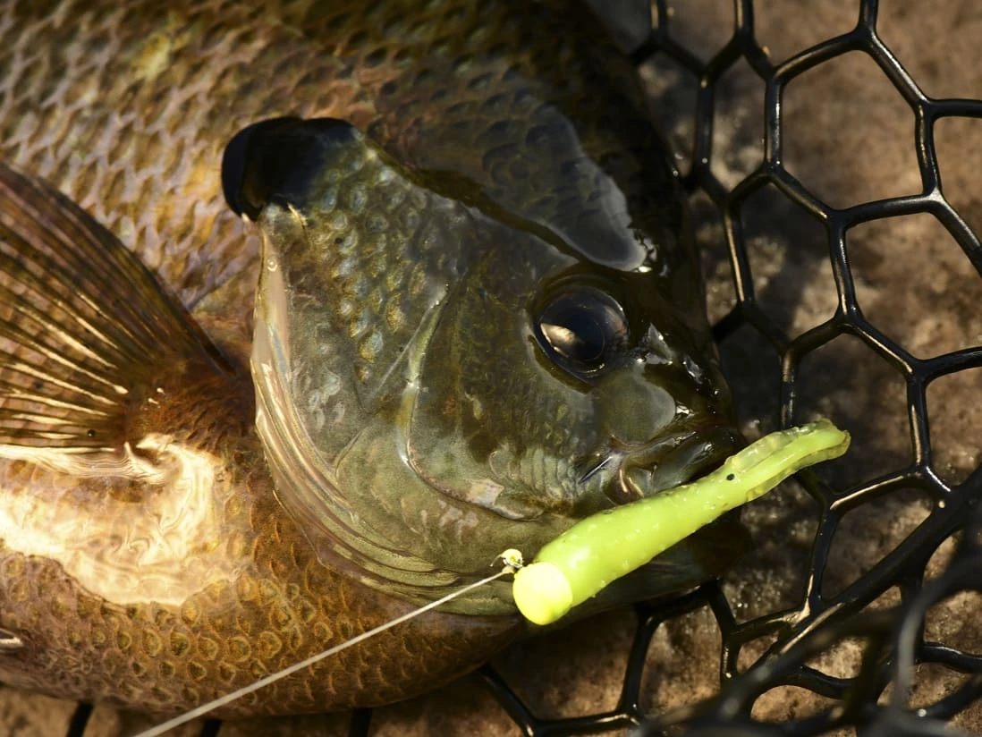 Z-Man Tiny Ticklerz - Image 6