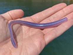 Z-Man SMH WormZ -Karls shop lifestyle zman smhwormz 1