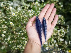 10,000 Fish Yoto Worm 4 10,000 Fish Yoto Worm -Karls shop scale yotoworm 04karlscopy